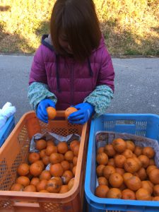 ポンカン選別