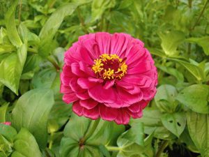 zinnia-elegans-404773_640