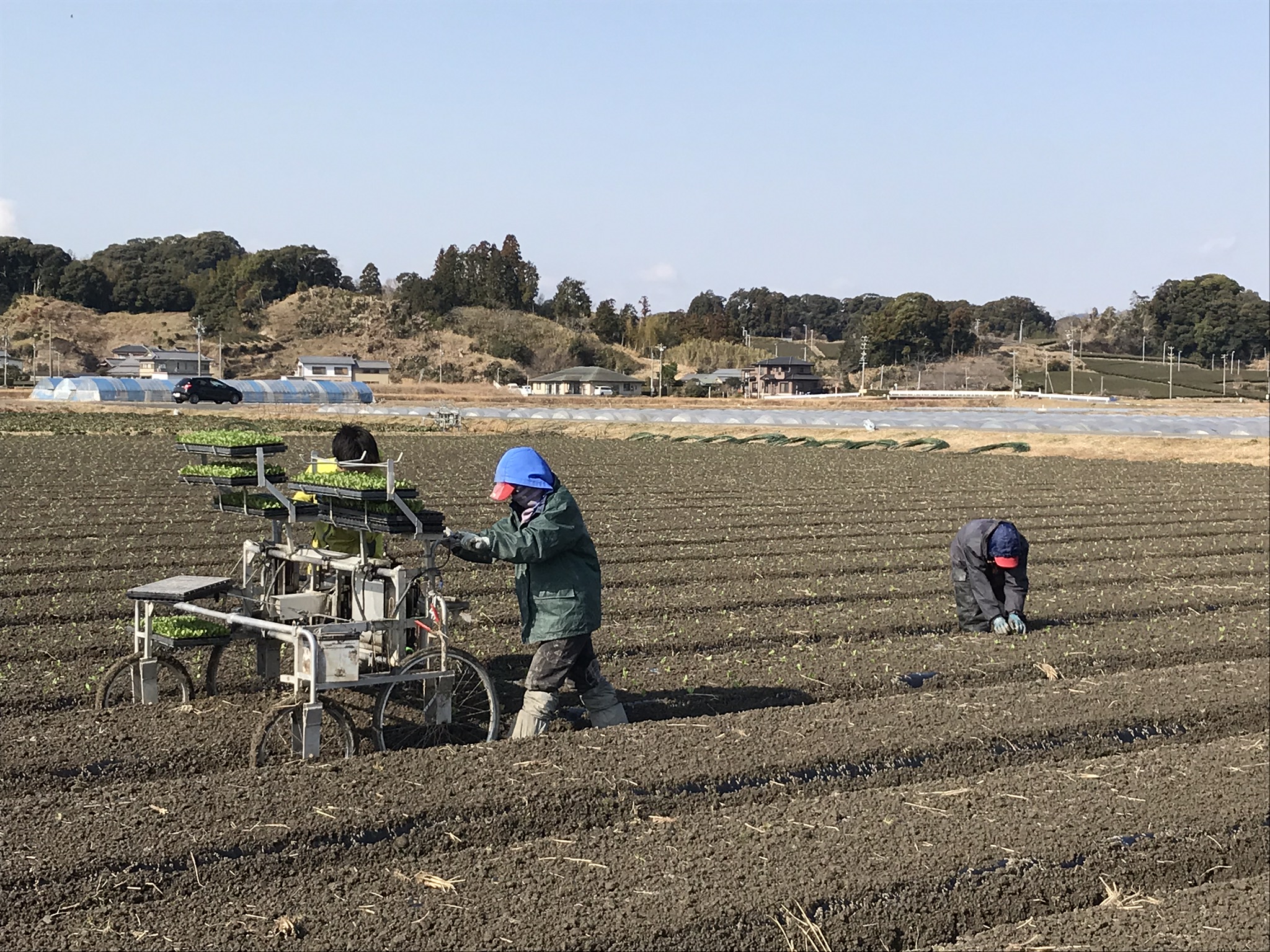 福岡八女【展示会開催中！】三条植え電動野菜移植機サワダちどり