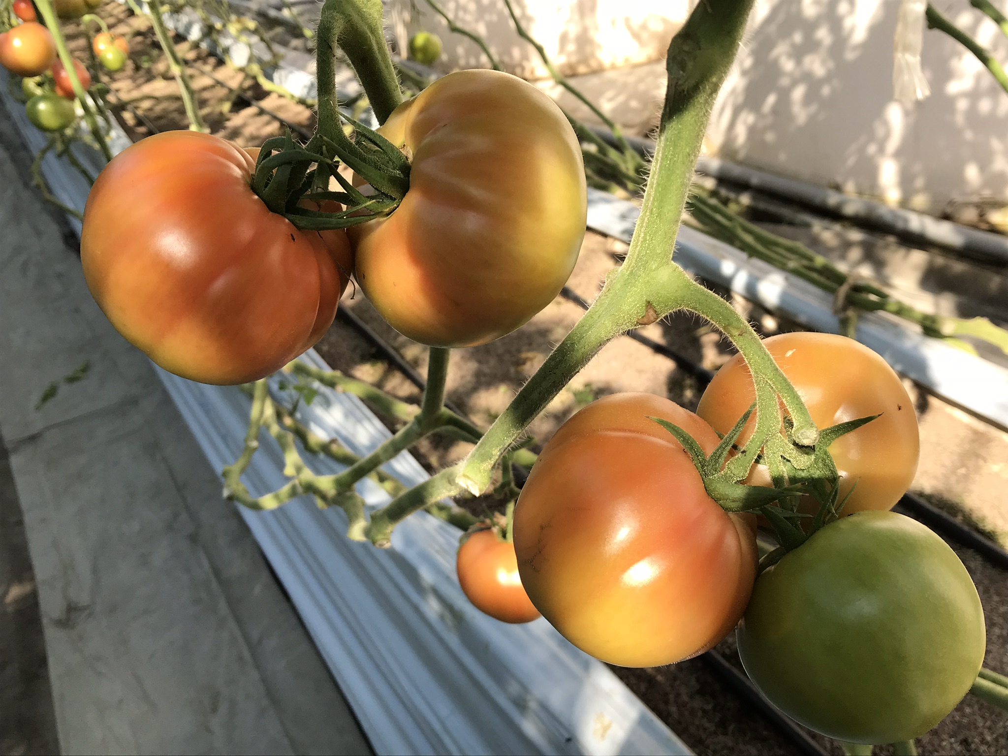 トマトの果実を露出させる トマトの下葉かき